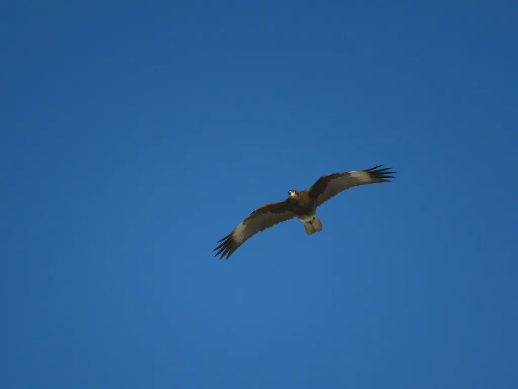 白喉巨隼(Daptrius albogularis)