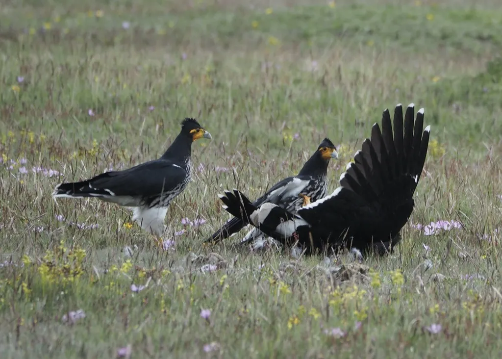 冠巨隼（Daptrius carunculatus）