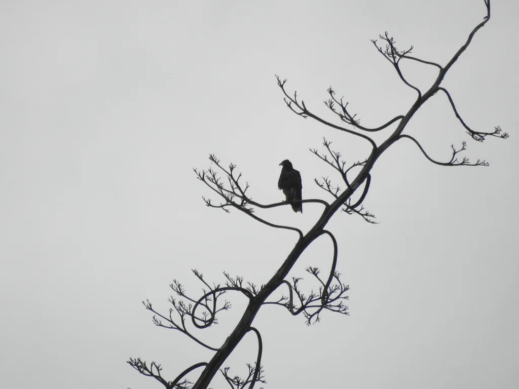 冠巨隼（Daptrius carunculatus）