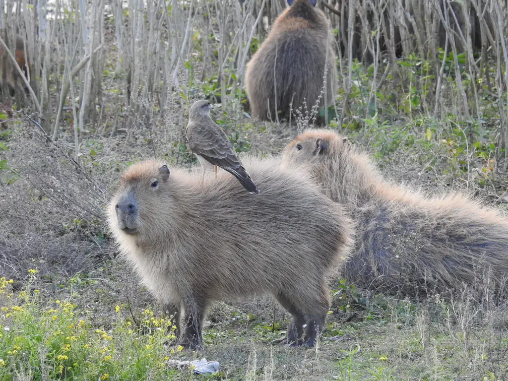 叫隼(Daptrius chimango)