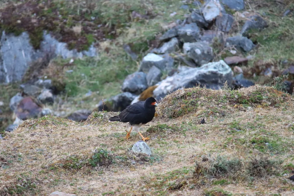 山地巨隼(Daptrius megalopterus)
