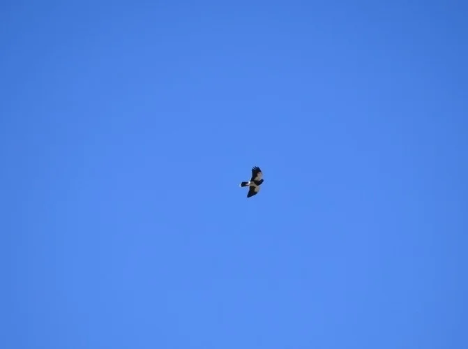 山地巨隼(Daptrius megalopterus)
