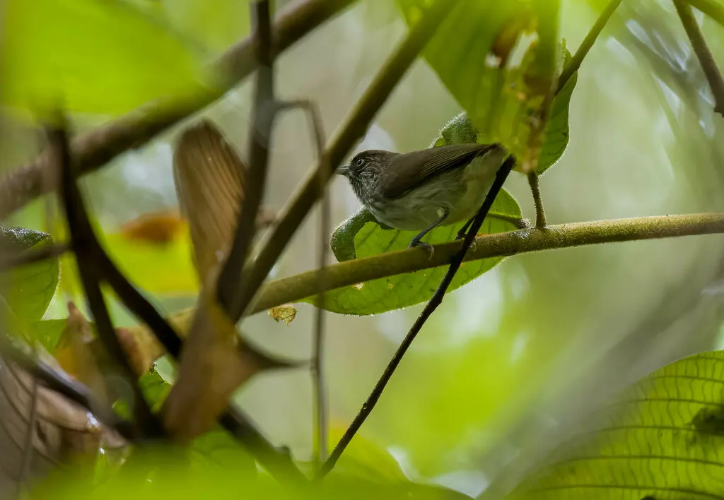 短尾侏穗鹛(Dasycrotapha pygmaea)