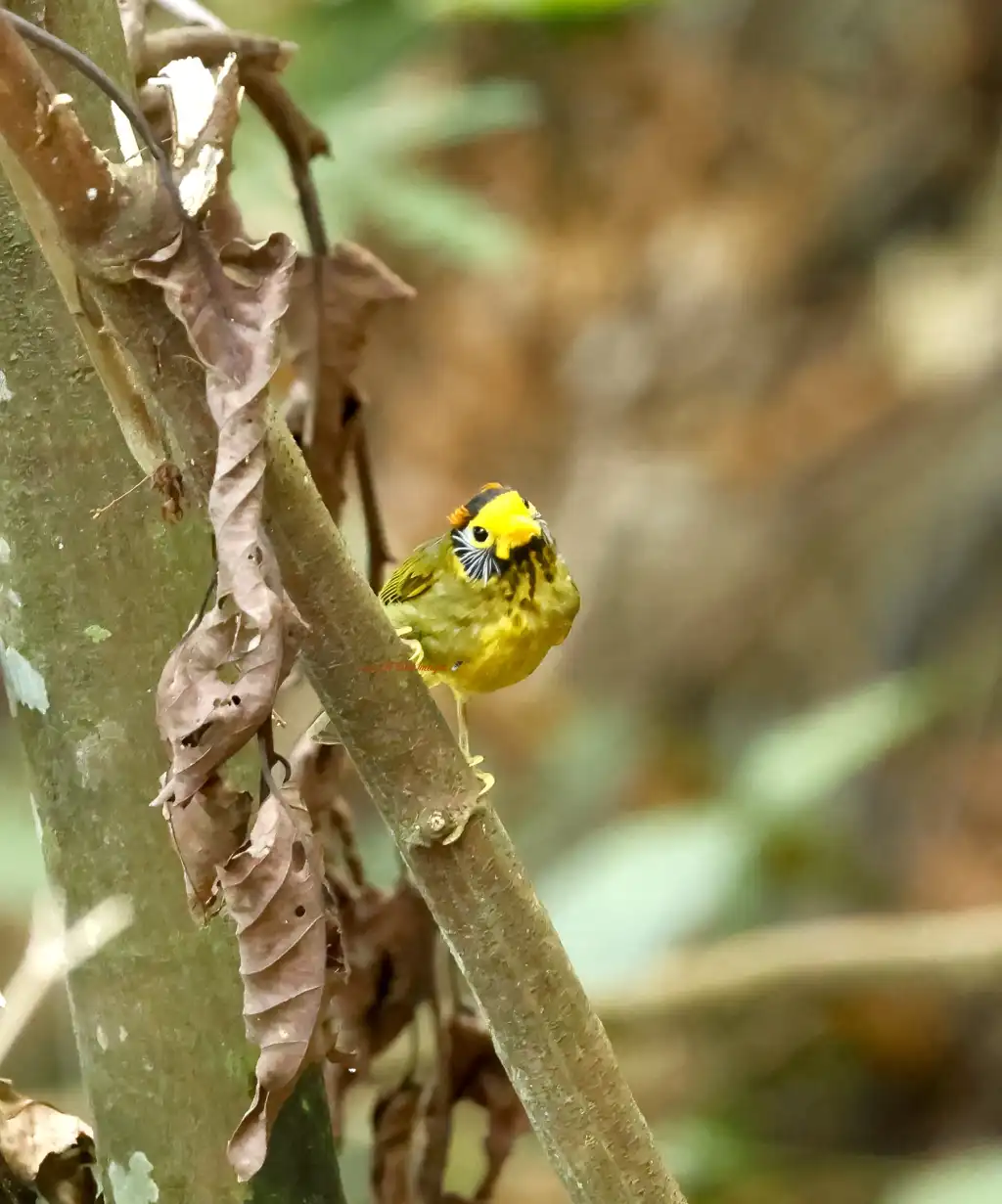 鬓松穗鹛(Dasycrotapha speciosa)