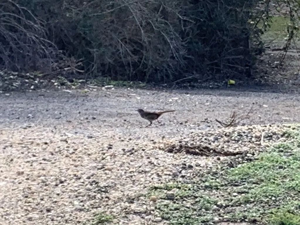 短翅刺莺(Dasyornis broadbenti)