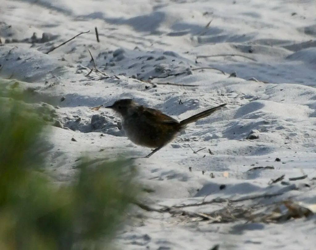 西刺莺(Dasyornis longirostris)