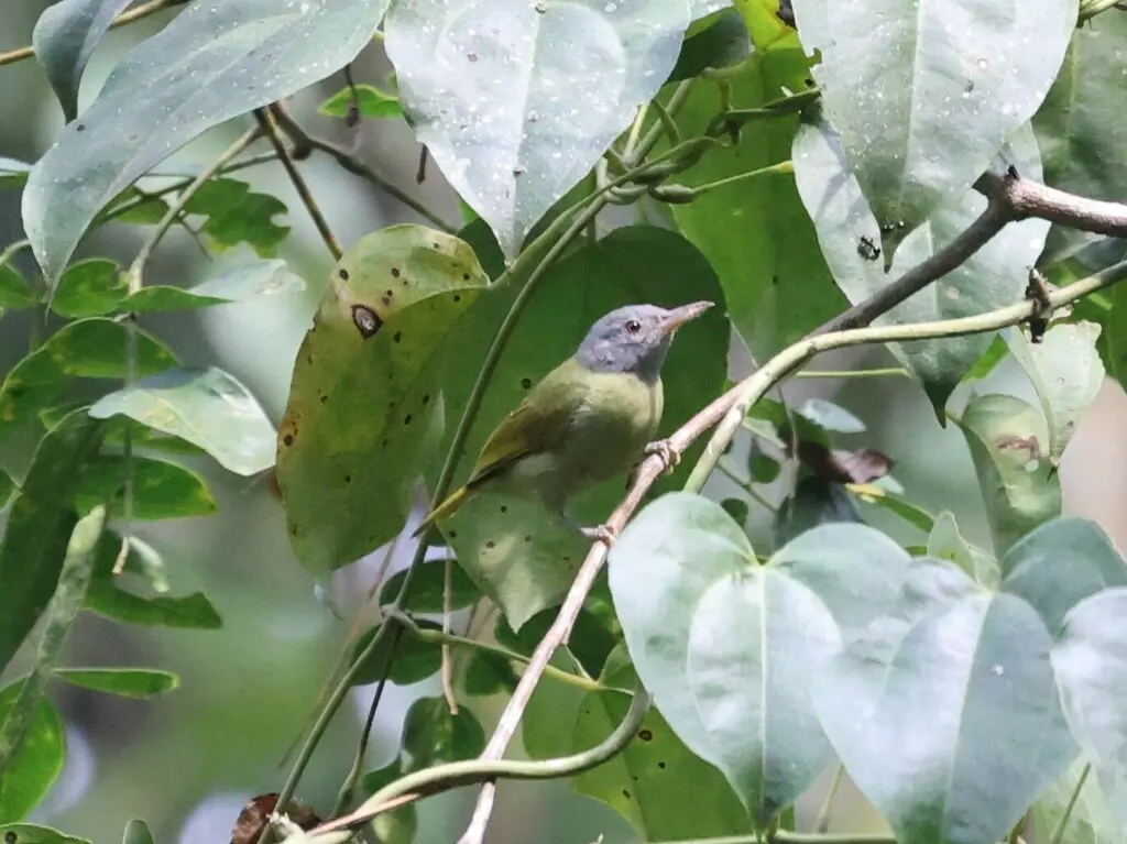 灰头太阳鸟(Deleornis axillaris)