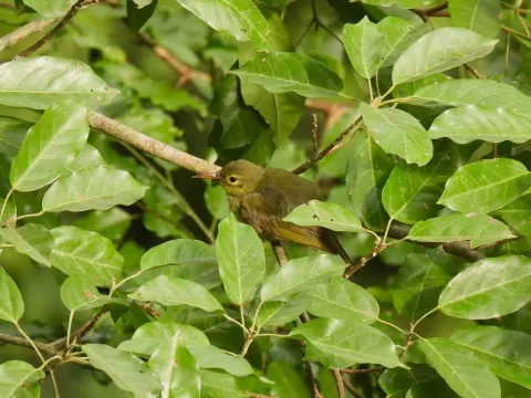 红领太阳鸟