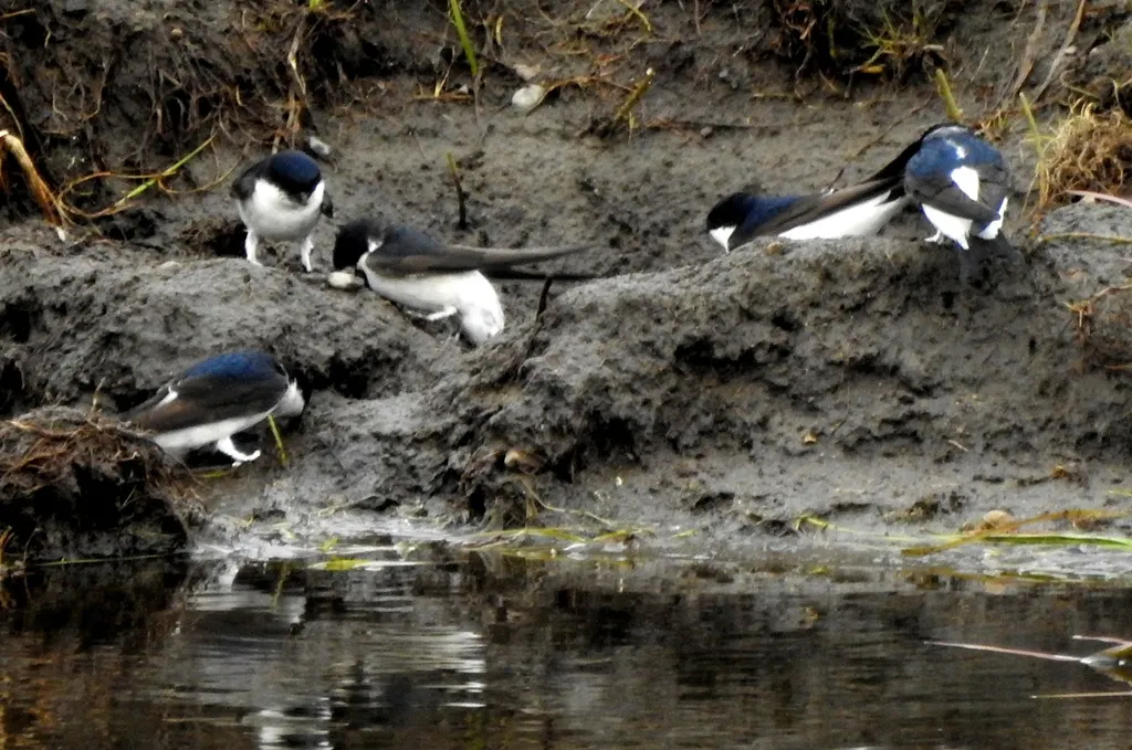 白腹毛脚燕(Delichon lagopodum)