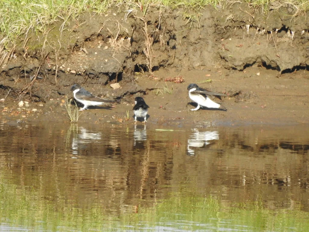 白腹毛脚燕(Delichon lagopodum)