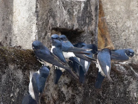 黑喉毛脚燕
