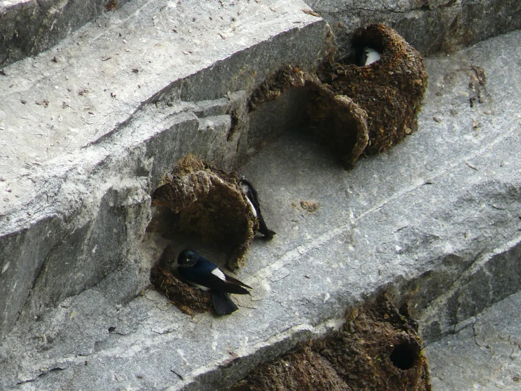 黑喉毛脚燕(Delichon nipalense)