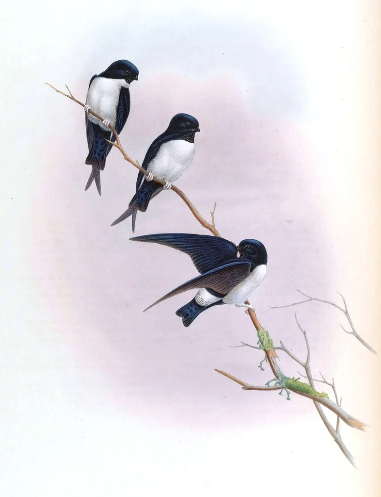 黑喉毛脚燕(Delichon nipalense)