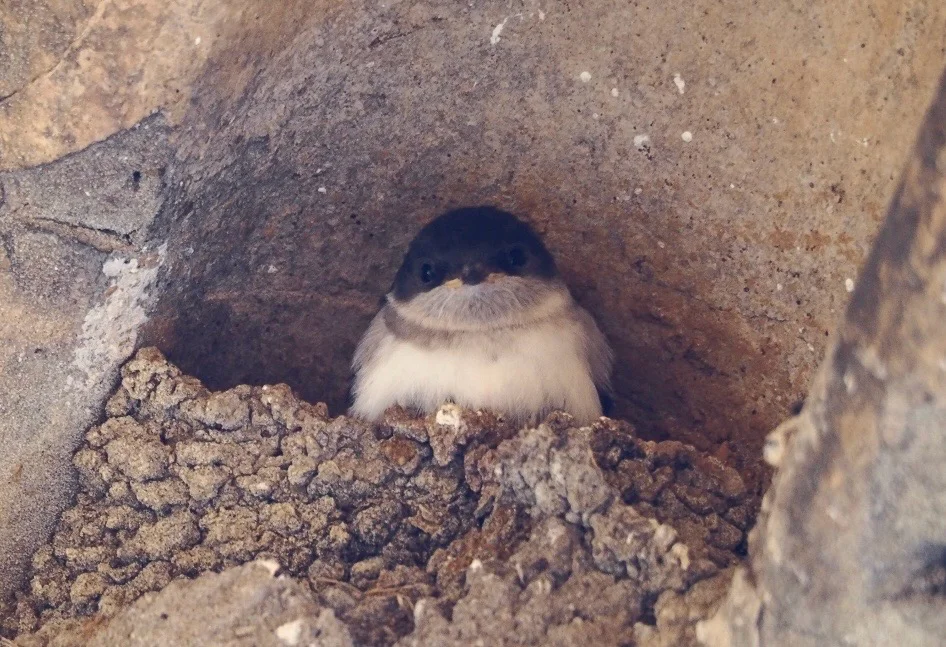 西方毛脚燕(Delichon urbicum)