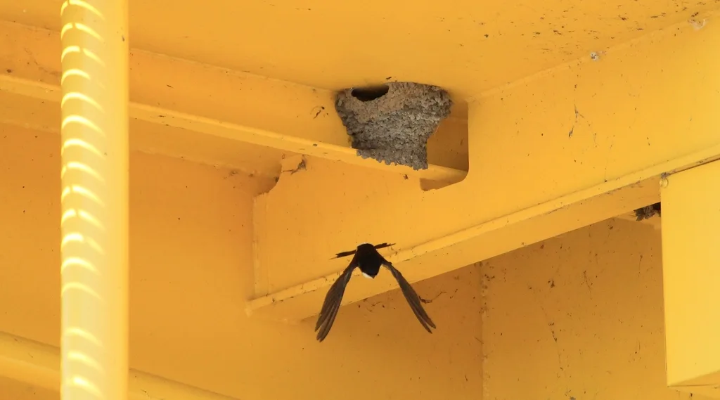 西方毛脚燕(Delichon urbicum)