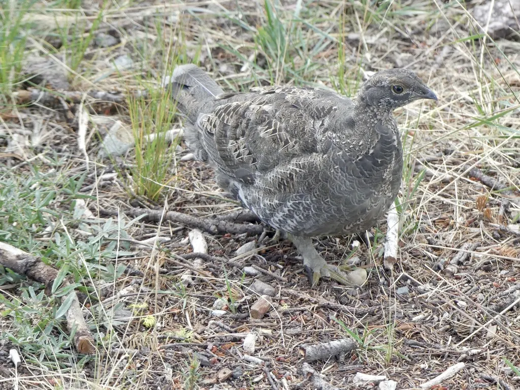 乌镰翅鸡(Dendragapus fuliginosus)