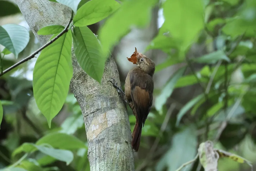 褐翅䴕雀(Dendrocincla anabatina)