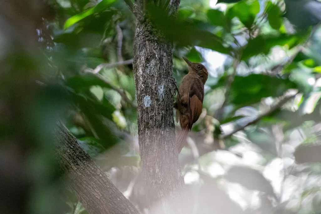 褐翅䴕雀(Dendrocincla anabatina)