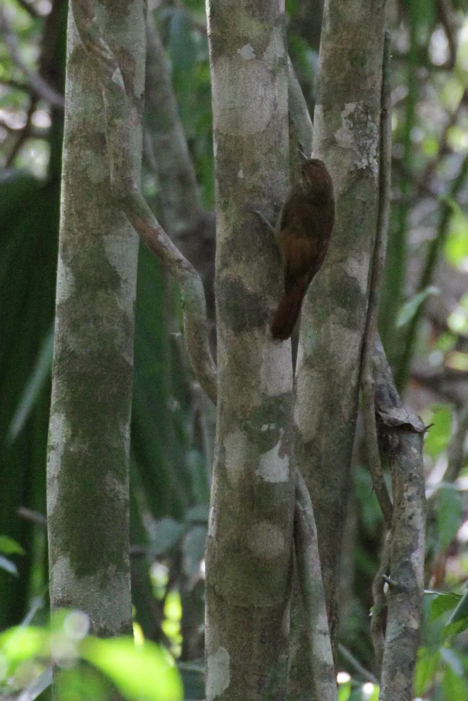 褐翅䴕雀(Dendrocincla anabatina)
