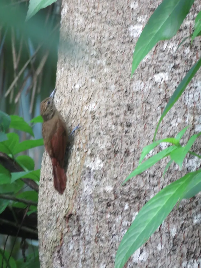 纯褐䴕雀(Dendrocincla fuliginosa)