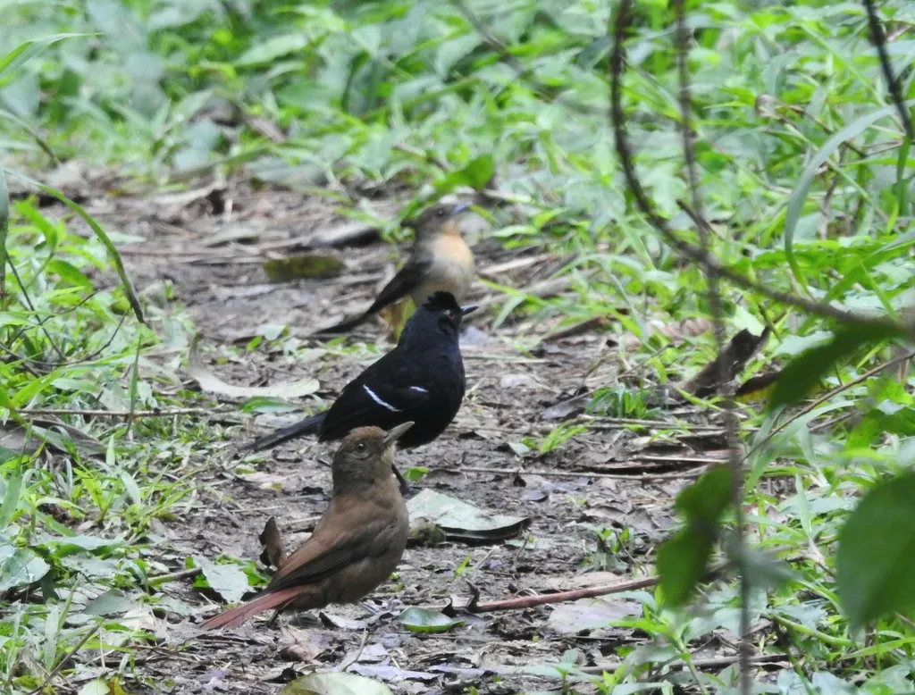 鸫䴕雀(Dendrocincla turdina)