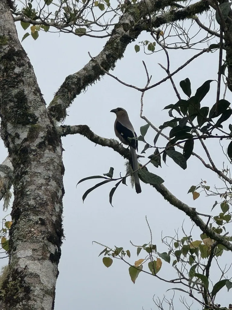 加里曼丹树鹊（Dendrocitta cinerascens）