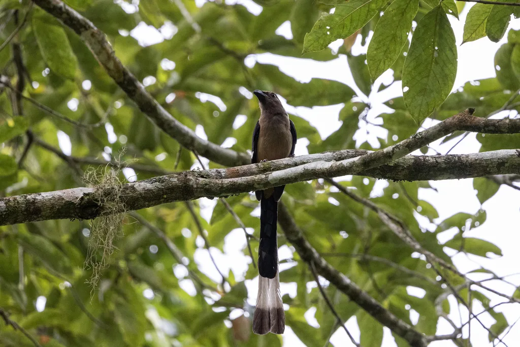 马来树鹊(Dendrocitta occipitalis)