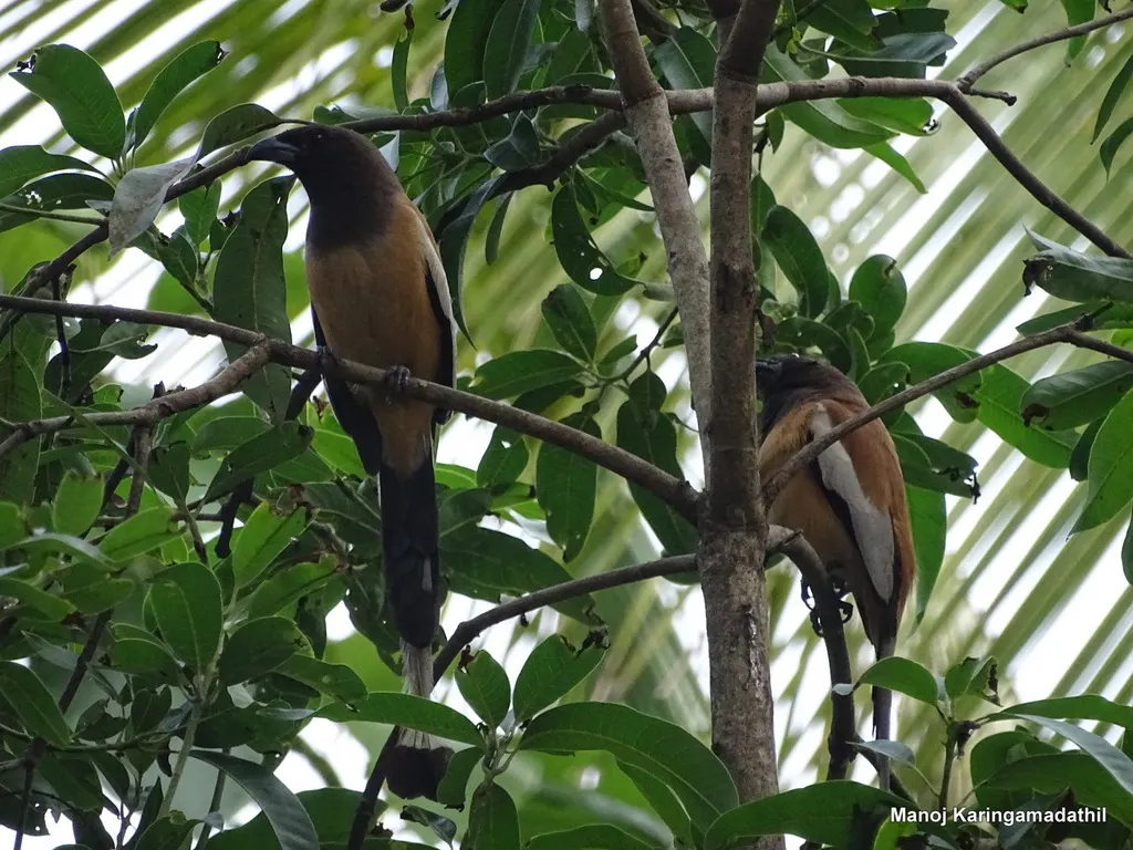 棕腹树鹊(Dendrocitta vagabunda)