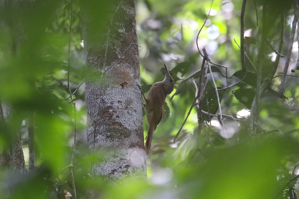 斑䴕雀(Dendrocolaptes certhia)
