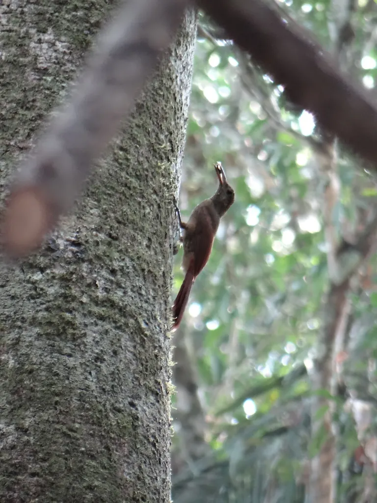 斑䴕雀(Dendrocolaptes certhia)
