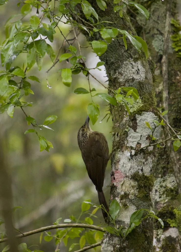 南美䴕雀（Dendrocolaptes platyrostris）