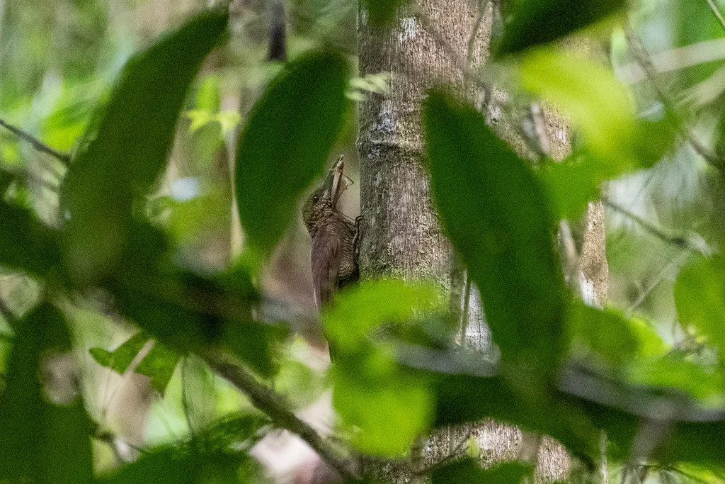 北斑䴕雀（Dendrocolaptes sanctithomae）