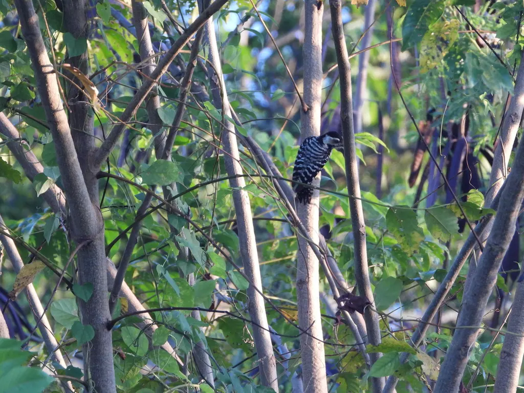 点胸啄木鸟(Dendrocopos analis)
