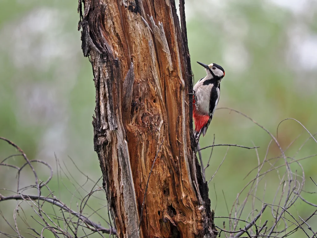 白翅啄木鸟(Dendrocopos leucopterus)