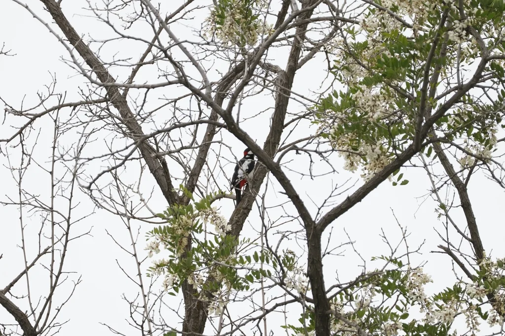白翅啄木鸟(Dendrocopos leucopterus)