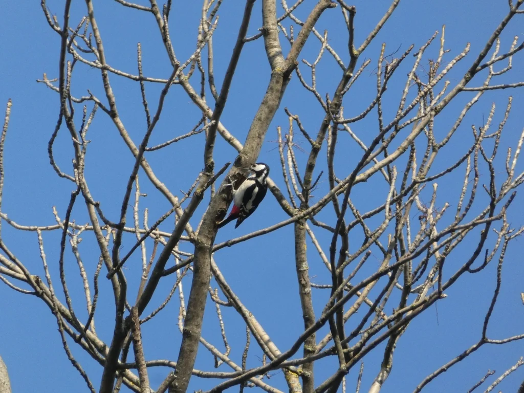 大斑啄木鸟(Dendrocopos major)