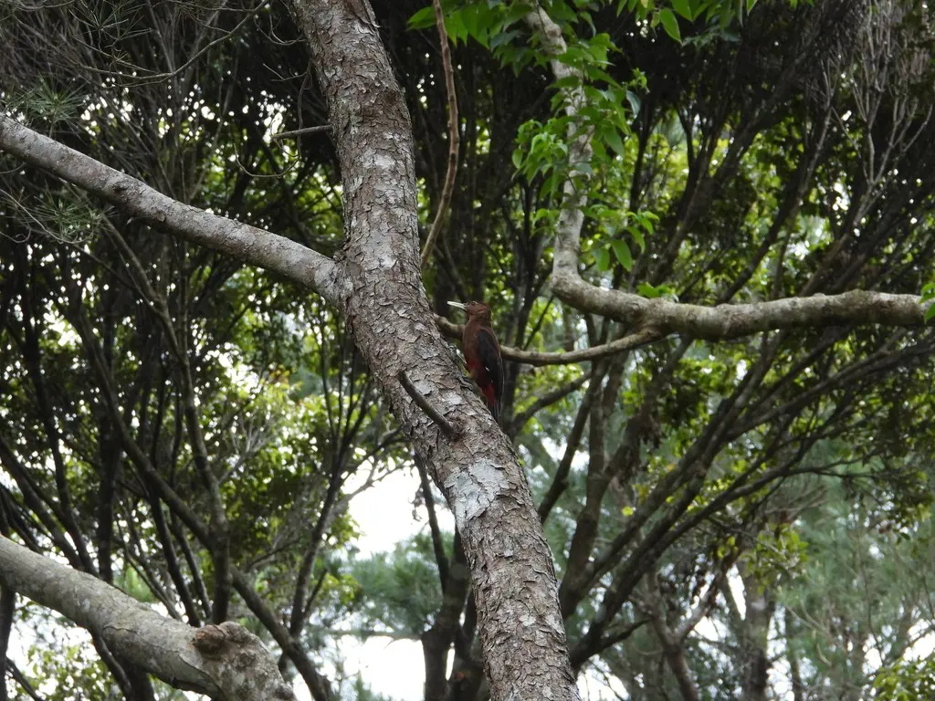 冲绳啄木鸟(Dendrocopos noguchii)