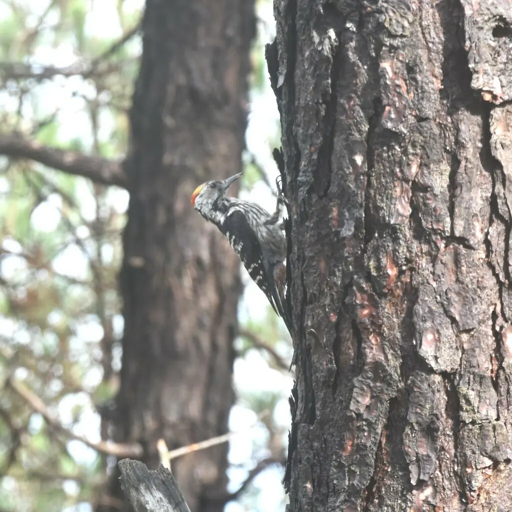 褐额啄木鸟(Dendrocoptes auriceps)