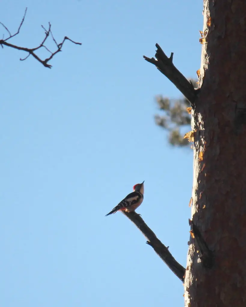 中斑啄木鸟(Dendrocoptes medius)