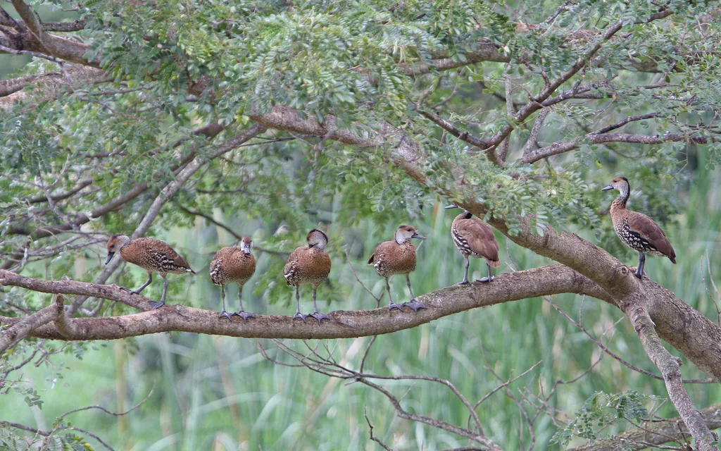 西印度树鸭(Dendrocygna arborea)