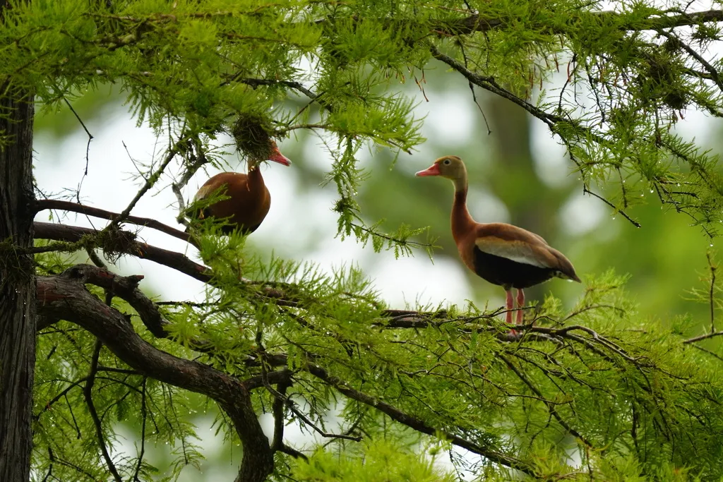 黑腹树鸭(Dendrocygna autumnalis)