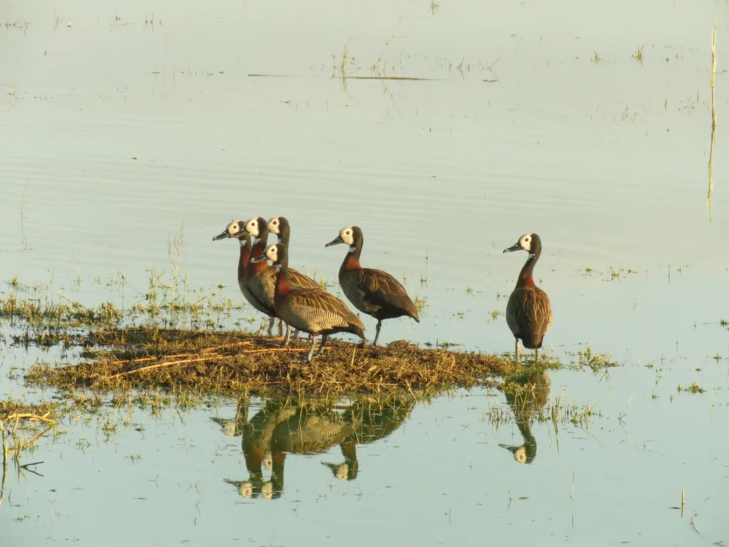 白脸树鸭(Dendrocygna viduata)