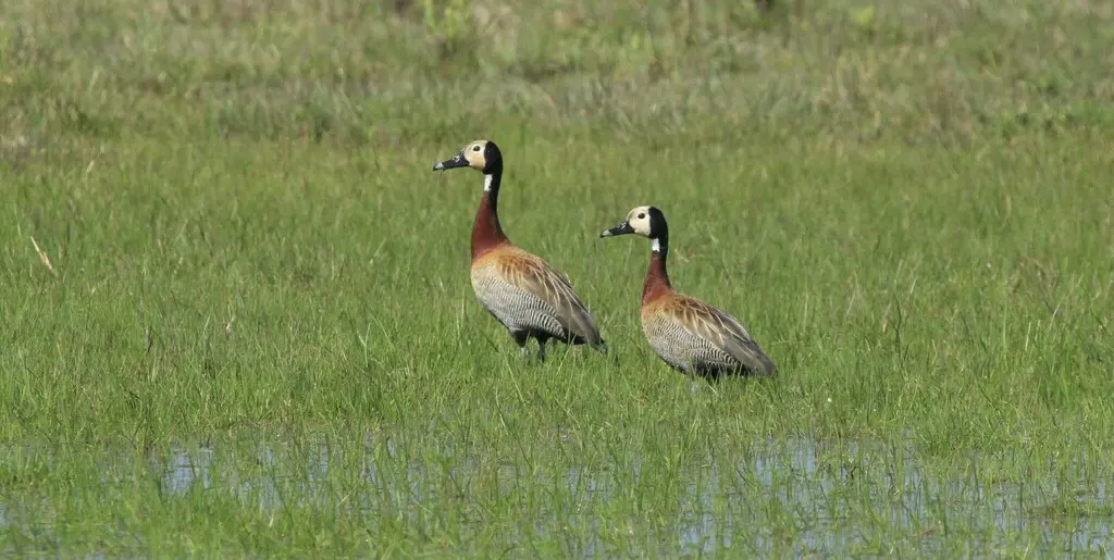 白脸树鸭(Dendrocygna viduata)