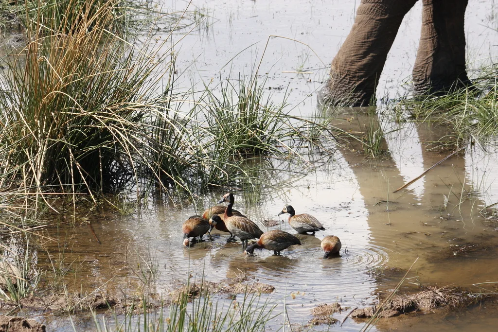 白脸树鸭(Dendrocygna viduata)