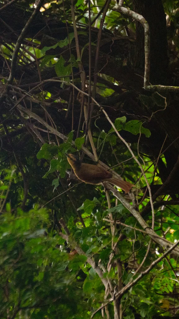 黄额拾叶雀(Dendroma rufa)