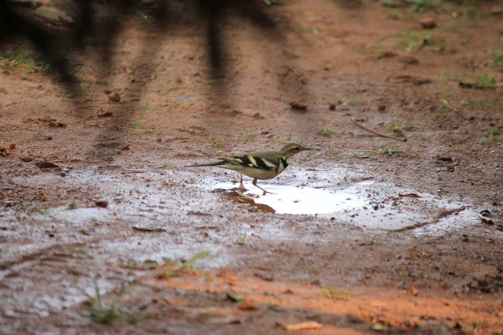 山鹡鸰(Dendronanthus indicus)