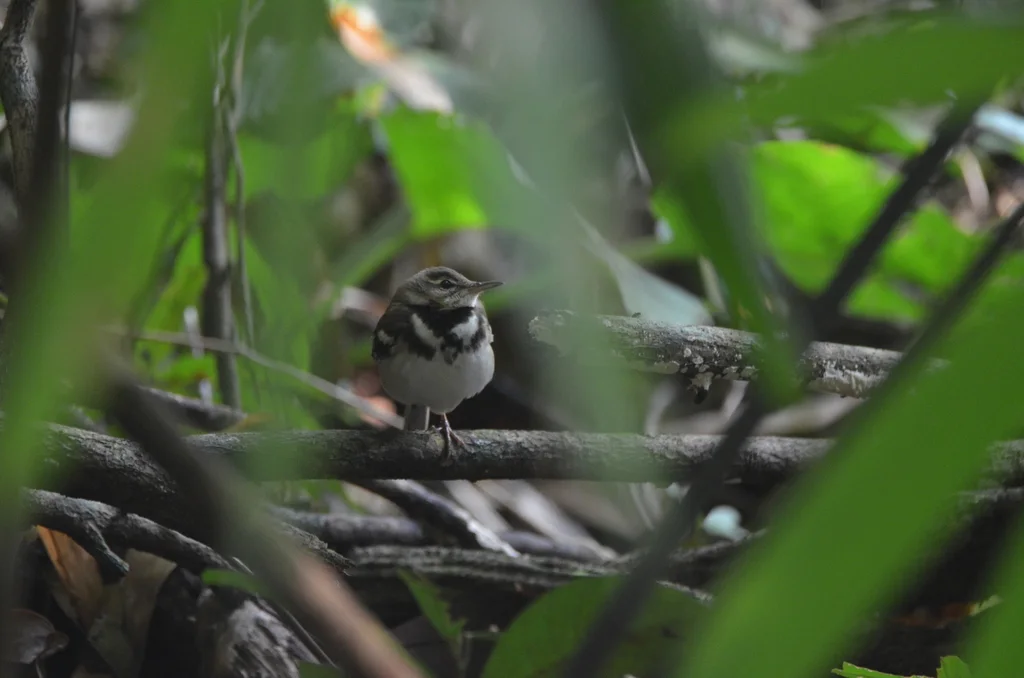 山鹡鸰(Dendronanthus indicus)
