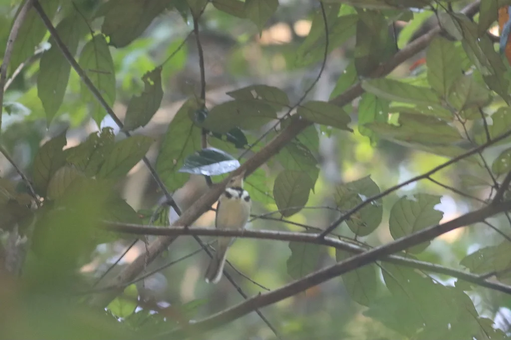 山鹡鸰(Dendronanthus indicus)