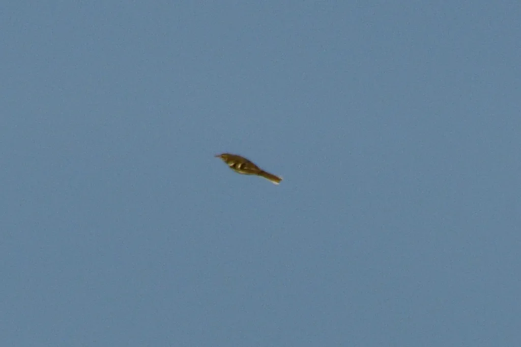 山鹡鸰(Dendronanthus indicus)