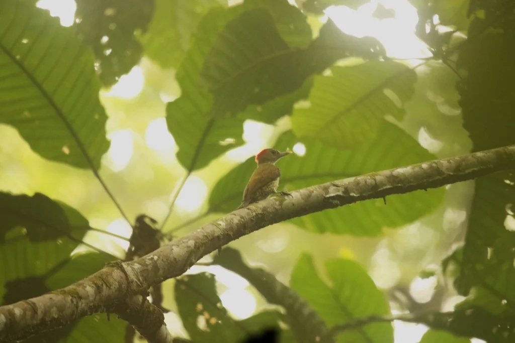 埃氏啄木鸟(Dendropicos elliotii)